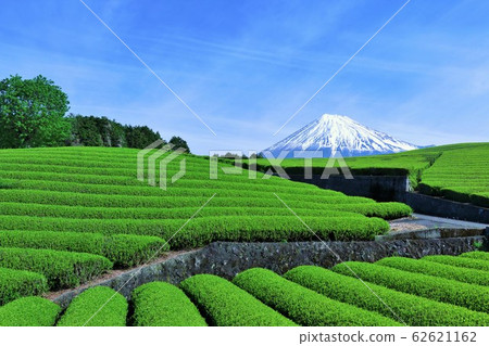 Blue sky of early summer and fresh green tea fields and Mt. Fuji 62621162