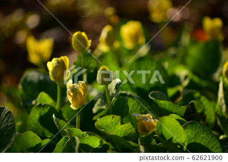 Hime Ryukinka flower trying to receive the morning sun Hime Ryukinka flower trying to receive the morning sun 62621900