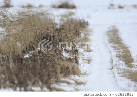 Owl (Aomori Prefecture) Owl (Aomori Prefecture) 62621932