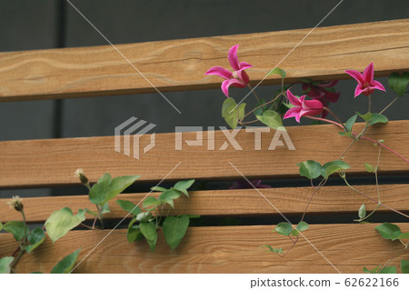 Clematis Clematis 62622166