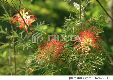 Grevirea Grevirea 62622212