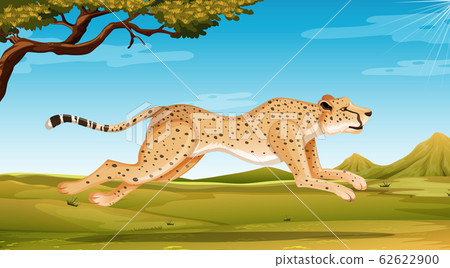 Wild cheetah running in the field at day time Wild cheetah running in the field at day time 62622900