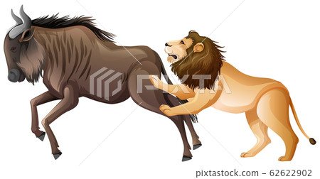 Lion hunting wild buffalo on white background Lion hunting wild buffalo on white background 62622902