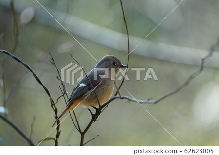 Redstart, female, February, sunny, super telephoto, perch 62623005