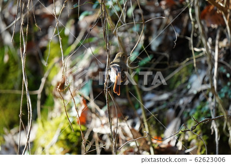 Redstart, female, February, sunny, super telephoto, perch Redstart, female, February, sunny, super telephoto, perch 62623006