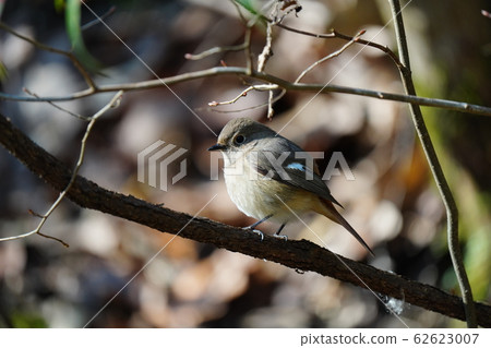 Redstart, female, February, sunny, super telephoto, perch Redstart, female, February, sunny, super telephoto, perch 62623007