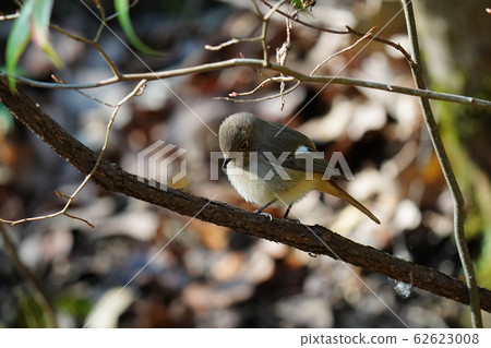 Redstart,女性,2月,晴天,超長焦,鱸魚 Redstart,女性,2月,晴天,超長焦,鱸魚 62623008