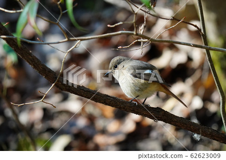 Redstart,女性,2月,晴天,超長焦,鱸魚 Redstart,女性,2月,晴天,超長焦,鱸魚 62623009