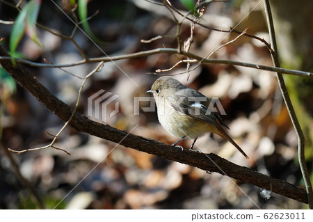 Redstart,女性,2月,晴天,超長焦,鱸魚 Redstart,女性,2月,晴天,超長焦,鱸魚 62623011