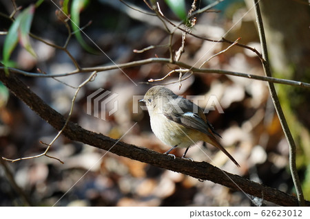 Redstart,女性,2月,晴天,超長焦,鱸魚 Redstart,女性,2月,晴天,超長焦,鱸魚 62623012