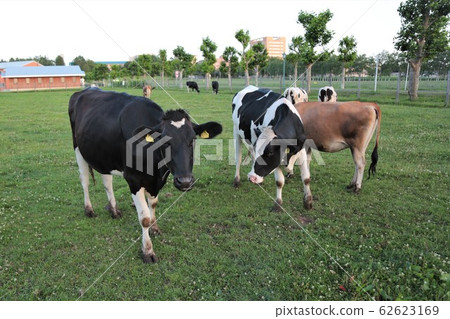A landscape of a ranch A landscape of a ranch 62623169