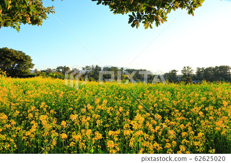 Cherry blossoms, pasture, fields, cherry blossoms, plum, rapeseed flowers, village, Cherry blossoms, pasture, fields, cherry blossoms, plum, rapeseed flowers, village, 62625020