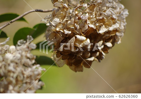 褪色的繡球花凋謝的繡球乾花冬季圖像 62626360