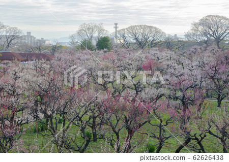 Osaka Castle plum forest Osaka Castle plum forest 62626438