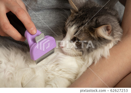 woman grooming cat woman grooming cat 62627253