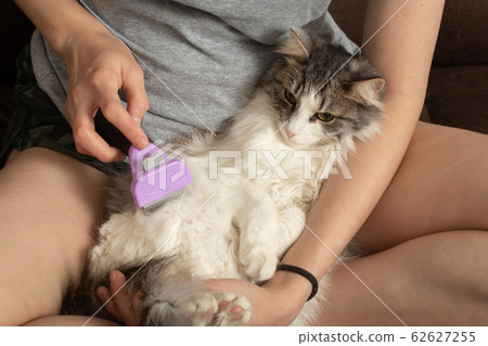 woman grooming cat woman grooming cat 62627255