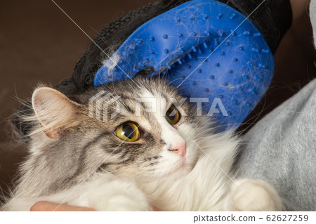 woman grooming cat woman grooming cat 62627259