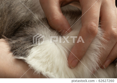 medicine against flea medicine against flea 62627260