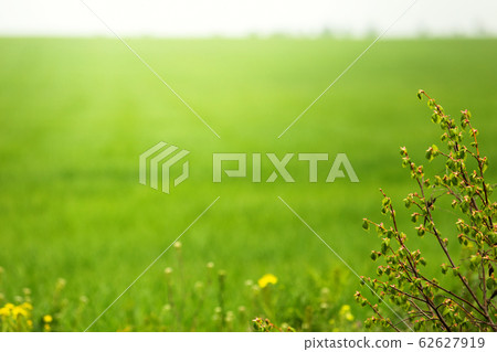 Focus on the plant. Blurred Green field background Focus on the plant. Blurred Green field background 62627919