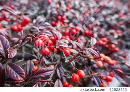 Cotoneaster fruit: February 62628333