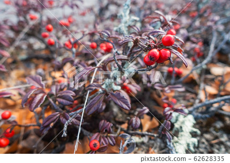 Cotoneaster fruit: February Cotoneaster fruit: February 62628335