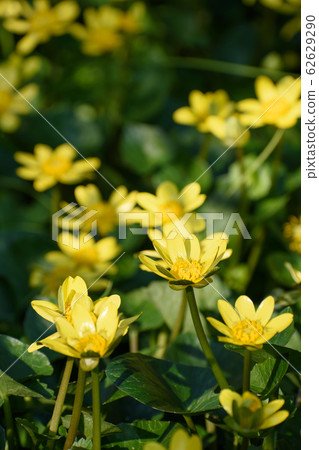 Himekirukka 62629290