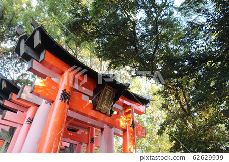 Senbon Torii and nature Senbon Torii and nature 62629939