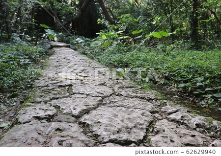 Nature of Seiba Mitake Nature of Seiba Mitake 62629940