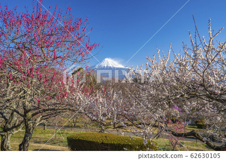 [Shizuoka Prefecture] Mt. Fuji Umemoto Park 62630105