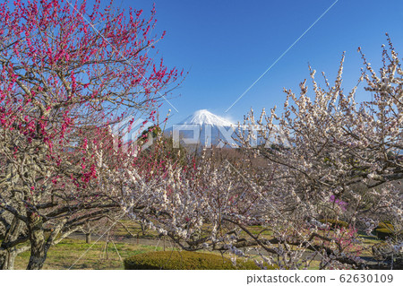 [Shizuoka Prefecture] Mt. Fuji Umemoto Park 62630109