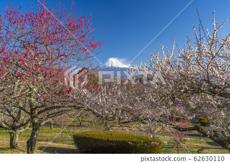 [Shizuoka Prefecture] Mt. Fuji Umemoto Park 62630110