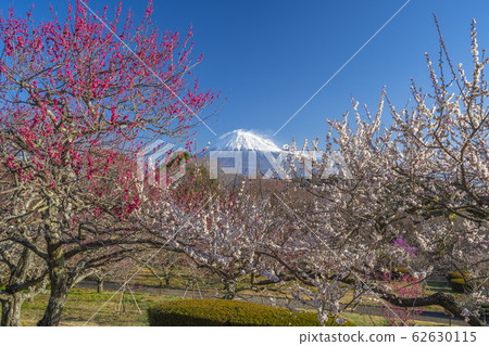 [Shizuoka Prefecture] Mt. Fuji Umemoto Park 62630115