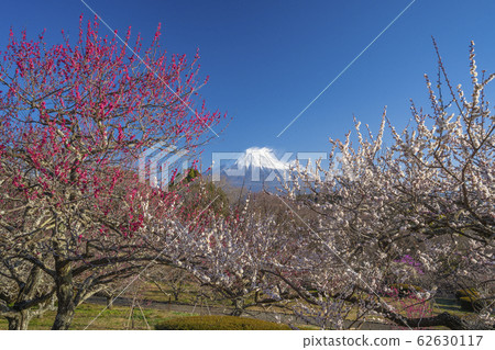 [Shizuoka Prefecture] Mt. Fuji Umemoto Park 62630117