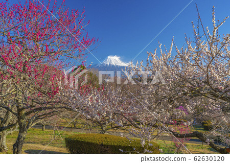 [Shizuoka Prefecture] Mt. Fuji Umemoto Park 62630120