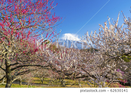 [靜岡縣]富士梅本山公園 62630141