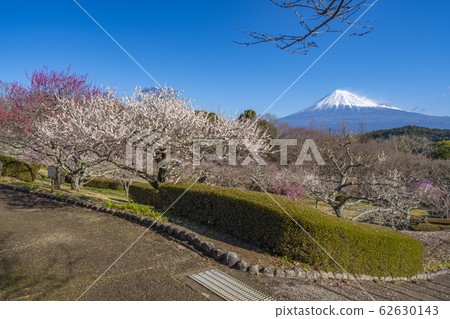 [靜岡縣]富士梅本山公園 62630143