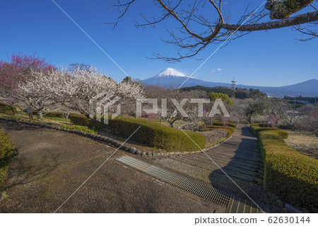 [Shizuoka Prefecture] Mt. Fuji Umemoto Park 62630144