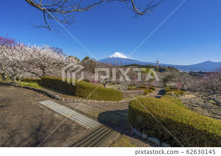 [靜岡縣]富士梅本山公園 62630145