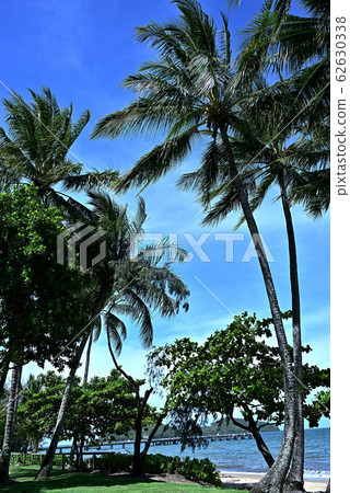 Palm trees and blue sky 62630338