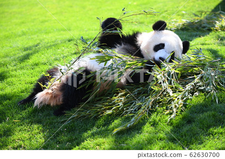 Small panda 62630700