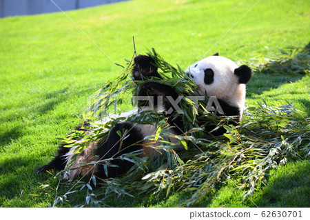 Small panda Small panda 62630701