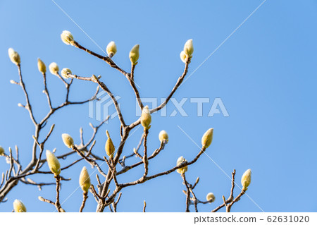 Shiraki Lotus Shiraki Lotus 62631020