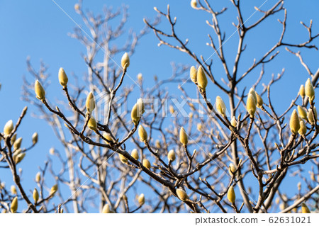 Shiraki Lotus Shiraki Lotus 62631021