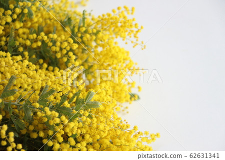 含羞草 含羞草 62631341