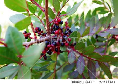 紅色果樹 紅色果樹 62631484