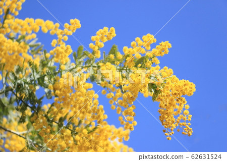 藍天和含羞草 藍天和含羞草 62631524