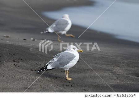 海鷗 62632554