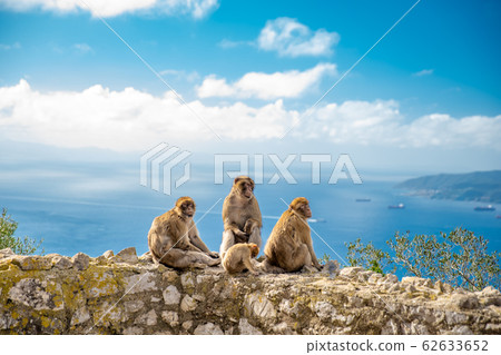 monkey family on the wall at a hiking path as attraction for tourists 62633652
