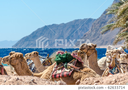 landscape with a caravan lying camels in Egypt 62633714