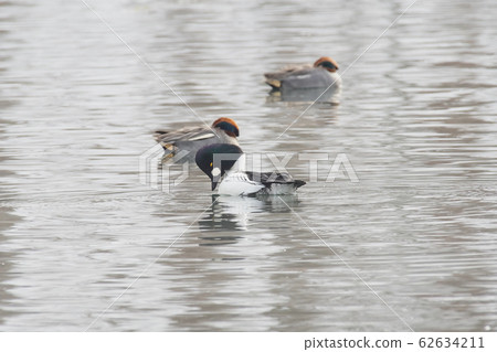 鵲鴨 62634211